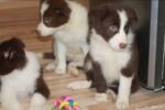 Border Collie Puppy For Sale - Image 4