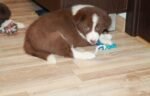 Border Collie Puppy For Sale - Image 5