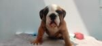 English Bulldog Puppy For Sale - Image 2