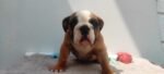 English Bulldog Puppy For Sale - Image 3