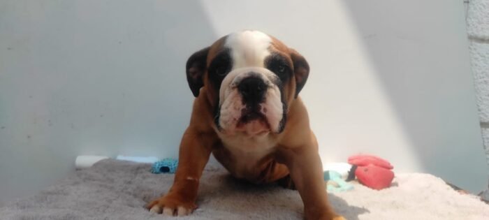 English Bulldog Puppy For Sale - Image 3