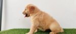 Golden Retriever Puppy For Sale - Image 7