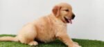 Golden Retriever Puppy For Sale - Image 6