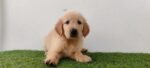 Golden Retriever Puppy For Sale - Image 5
