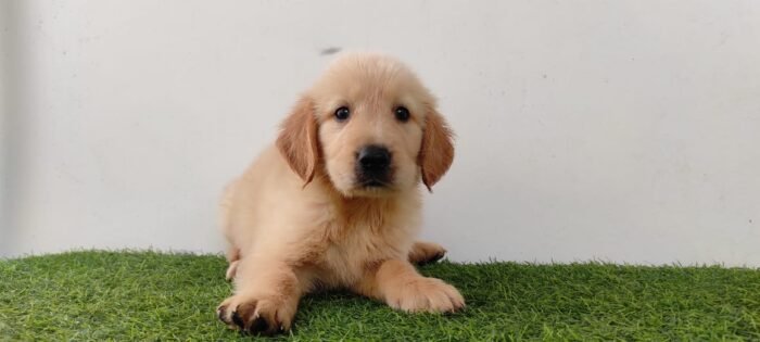Golden Retriever Puppy For Sale - Image 5