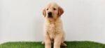 Golden Retriever Puppy For Sale - Image 4