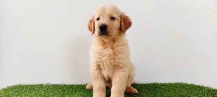 Golden Retriever Puppy For Sale - Image 4