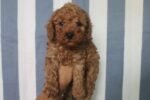 Red Toy Poodle Puppy For Sale - Image 2