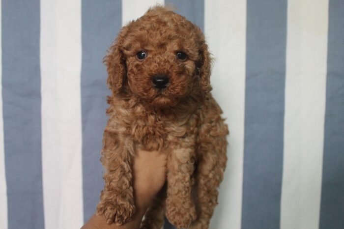 Red Toy Poodle Puppy For Sale - Image 2