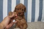 Red Toy Poodle Puppy For Sale - Image 3