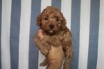 Red Toy Poodle Puppy For Sale