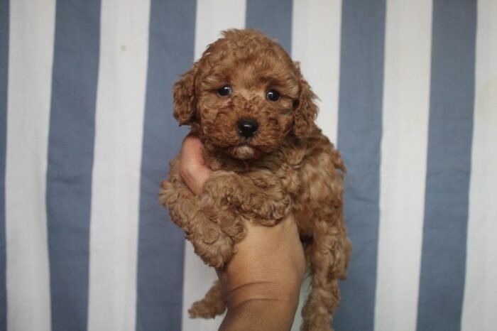 Red Toy Poodle Puppy For Sale - Image 1