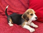 Beagles Puppy For Sale - Image 2