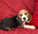 Beagles Puppy For Sale - Image 3