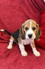 Beagles Puppy For Sale - Image 4