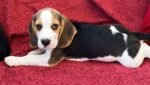 Beagles Puppy For Sale - Image 5