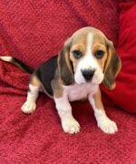 Beagles Puppy For Sale - Image 6