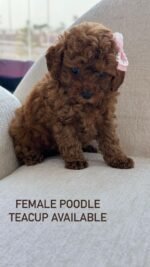 Teacup Poodle Puppy For Sale - Image 2