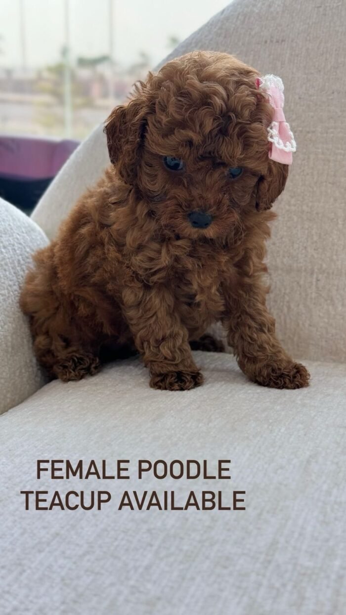 Teacup Poodle Puppy For Sale - Image 2