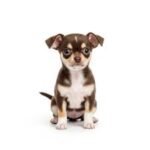 chihuahua Puppy For Sale