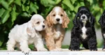 Cocker Spaniel Puppy For Sale