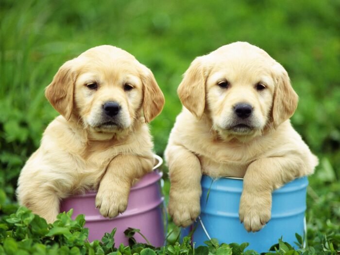 Light Creamy Color Labrador Puppy For Sale - Image 1