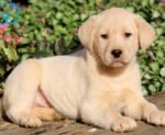 Light Creamy Color Labrador Puppy For Sale - Image 5