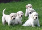 Light Creamy Color Labrador Puppy For Sale - Image 4