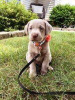 Light Creamy Color Labrador Puppy For Sale - Image 3