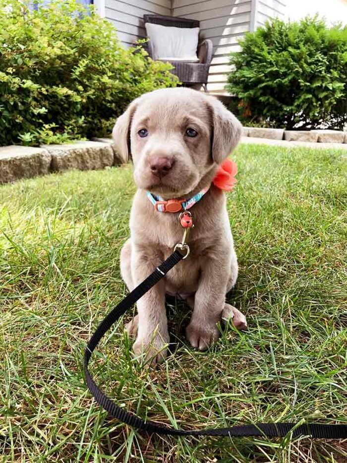 Light Creamy Color Labrador Puppy For Sale - Image 3