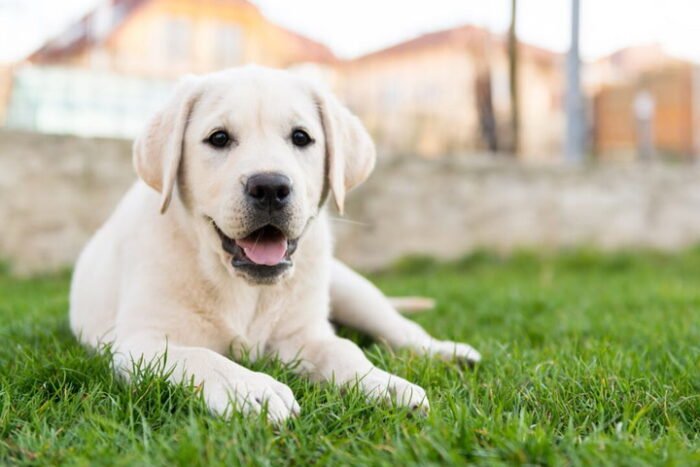 Light Creamy Color Labrador Puppy For Sale - Image 2