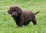 Chocolate Labrador Puppy For Sale - Image 2