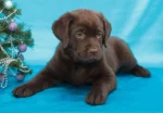 Chocolate Labrador Puppy For Sale - Image 4