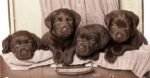 Chocolate Labrador Puppy For Sale