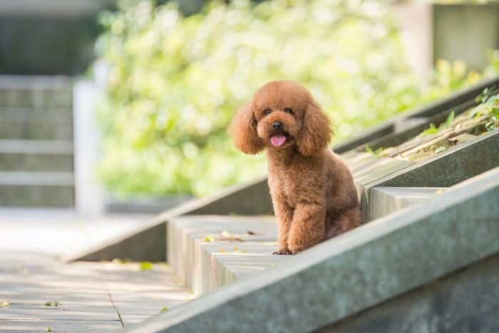 Poodle Puppy For Sale - Image 1