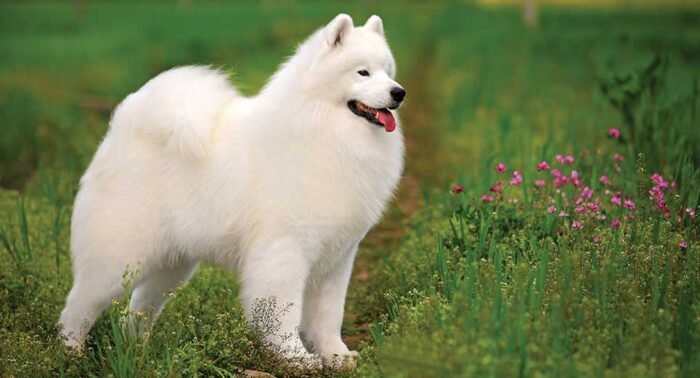 Samoyed Puppy For Sale - Image 1