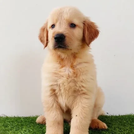 Baby Golden Retriever
