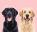 Labrador Retriever vs Golden Retriever