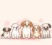 Cute Dogs for Sale