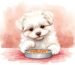 What is the Best Food for Maltese Puppy